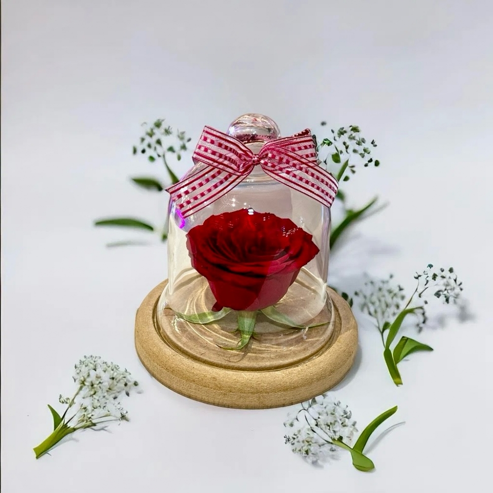 Rosa Encanto Cupula