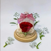 Rosa Encanto Cupula