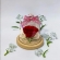 Rosa Encanto Cupula