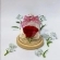 Rosa Encanto Cupula