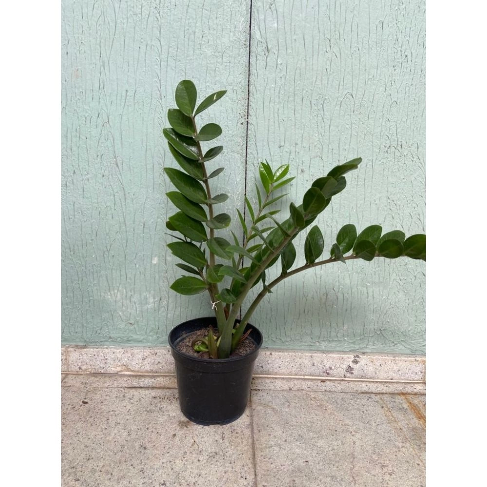 MUDA Planta Zamioculca