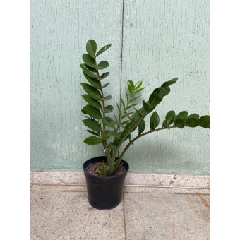 MUDA Planta Zamioculca