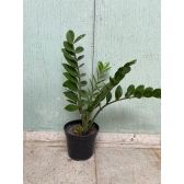 MUDA Planta Zamioculca
