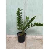 MUDA Planta Zamioculca