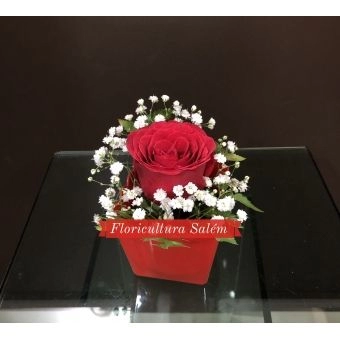 Arranjo Rosa Solitária