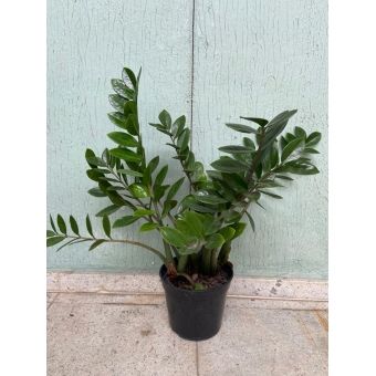 Planta Zamioculca