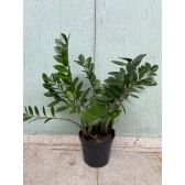 Planta Zamioculca