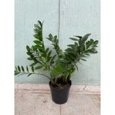 Planta Zamioculca