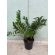 Planta Zamioculca