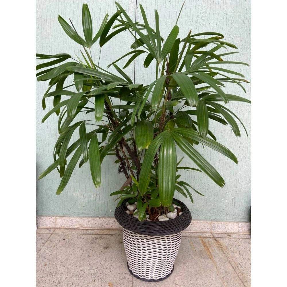 Planta Ráfia