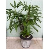 Planta Ráfia