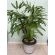 Planta Ráfia