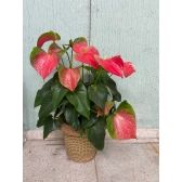 Planta Anturio