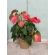 Planta Anturio