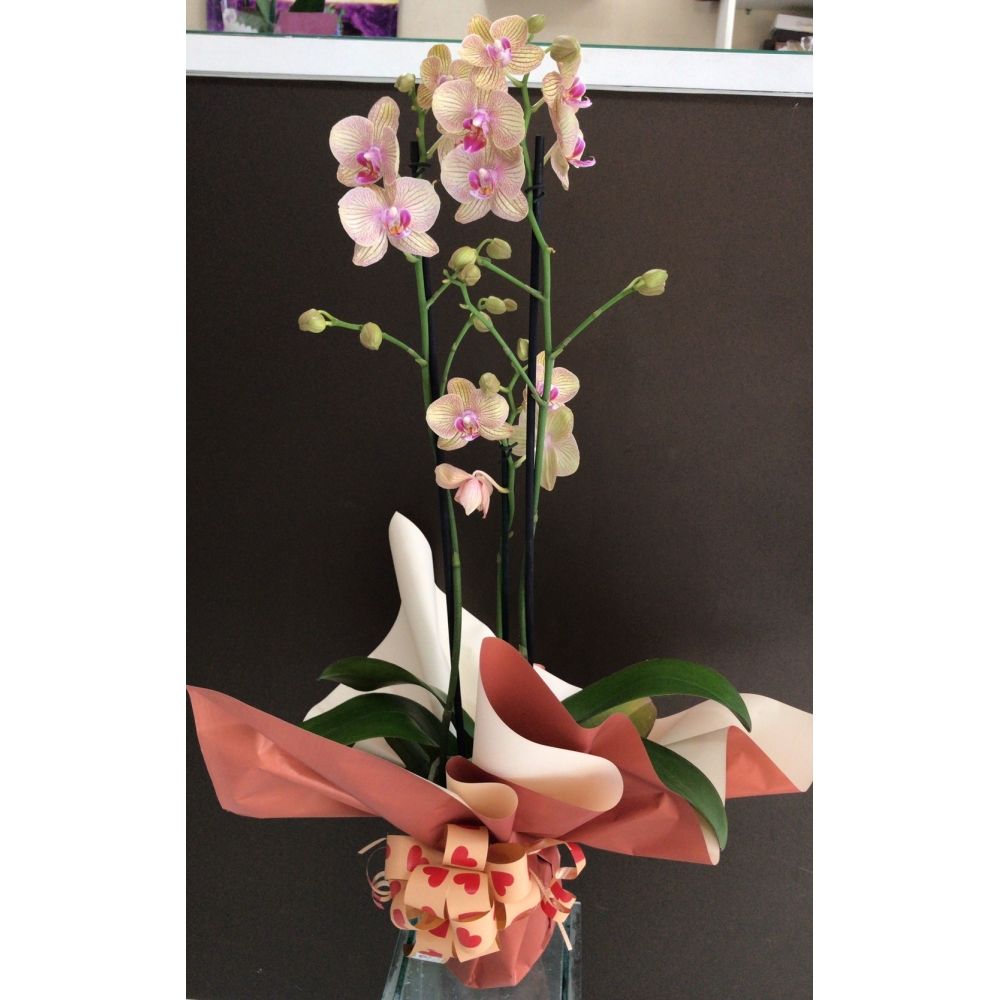 Orquídea Natural Amarela