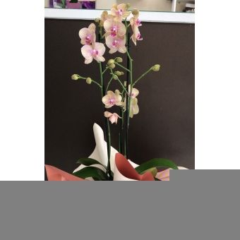 Orquídea Natural Amarela