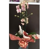 Orquídea Natural Amarela